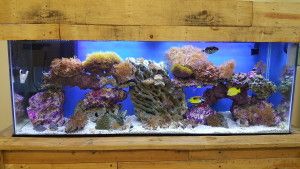 saltwater tank full of coral and fish
