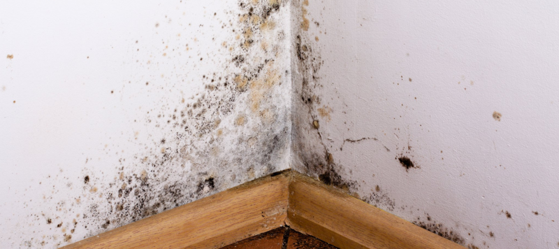 mold growing in the corner of drywall in the bedroom of a jupiter home