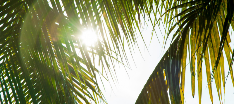 sun shining through leaves of a palm tree